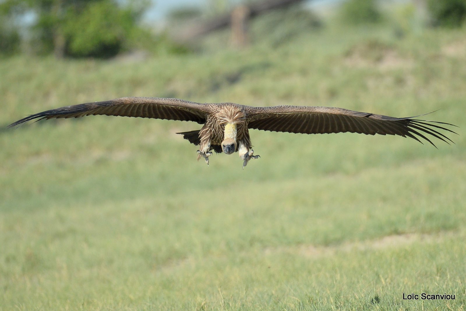 Vautour africain/White-backed Vulture (19)