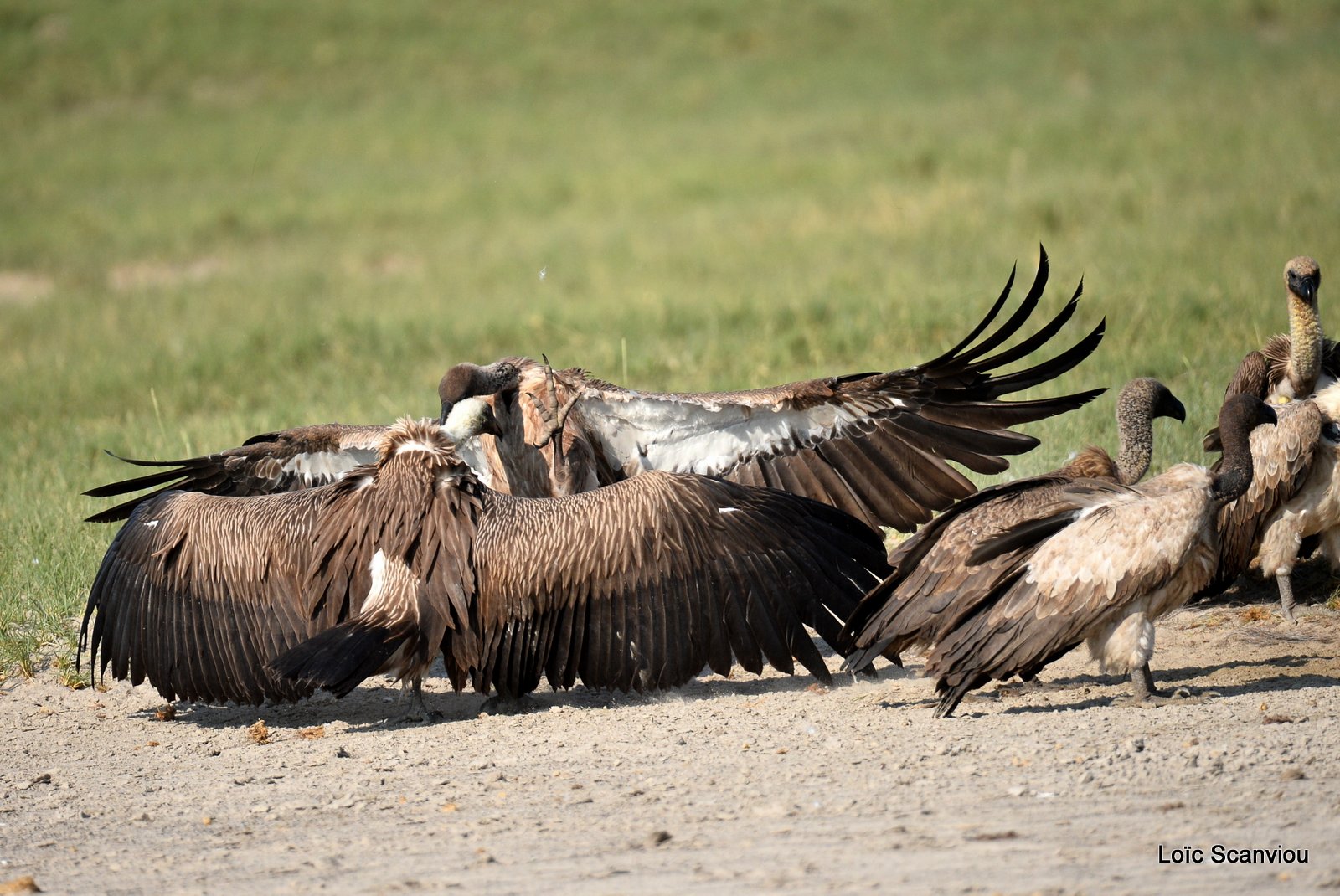 Vautour africain/White-backed Vulture (20)