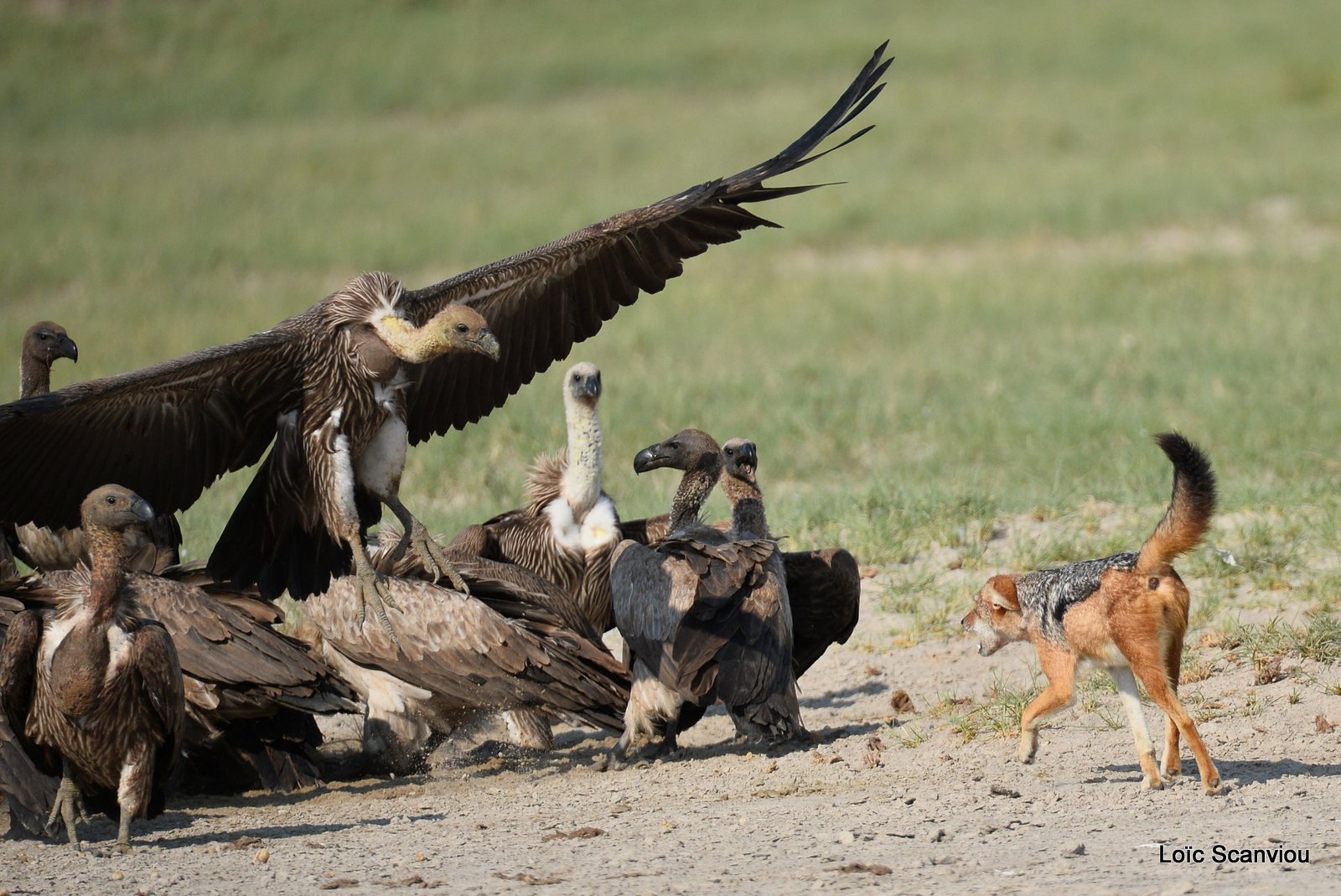 Chacal à chabraque et vautour/Jackal and Vulture 