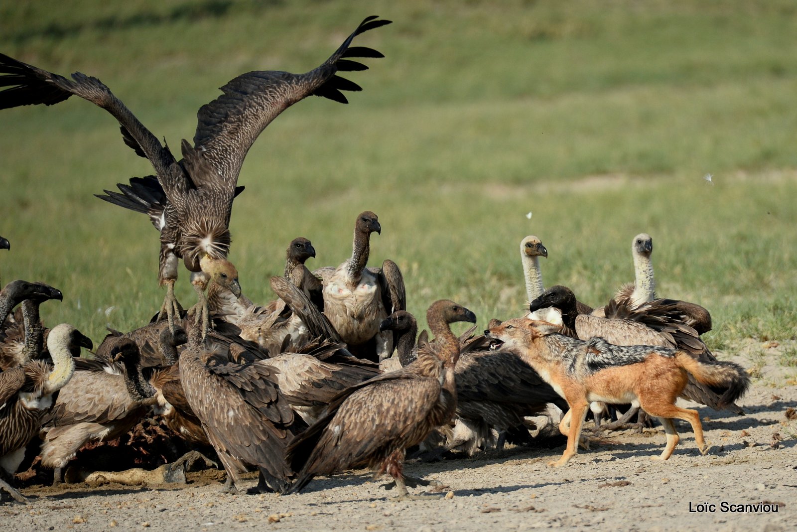 Chacal à chabraque et vautour/Jackal and Vulture 