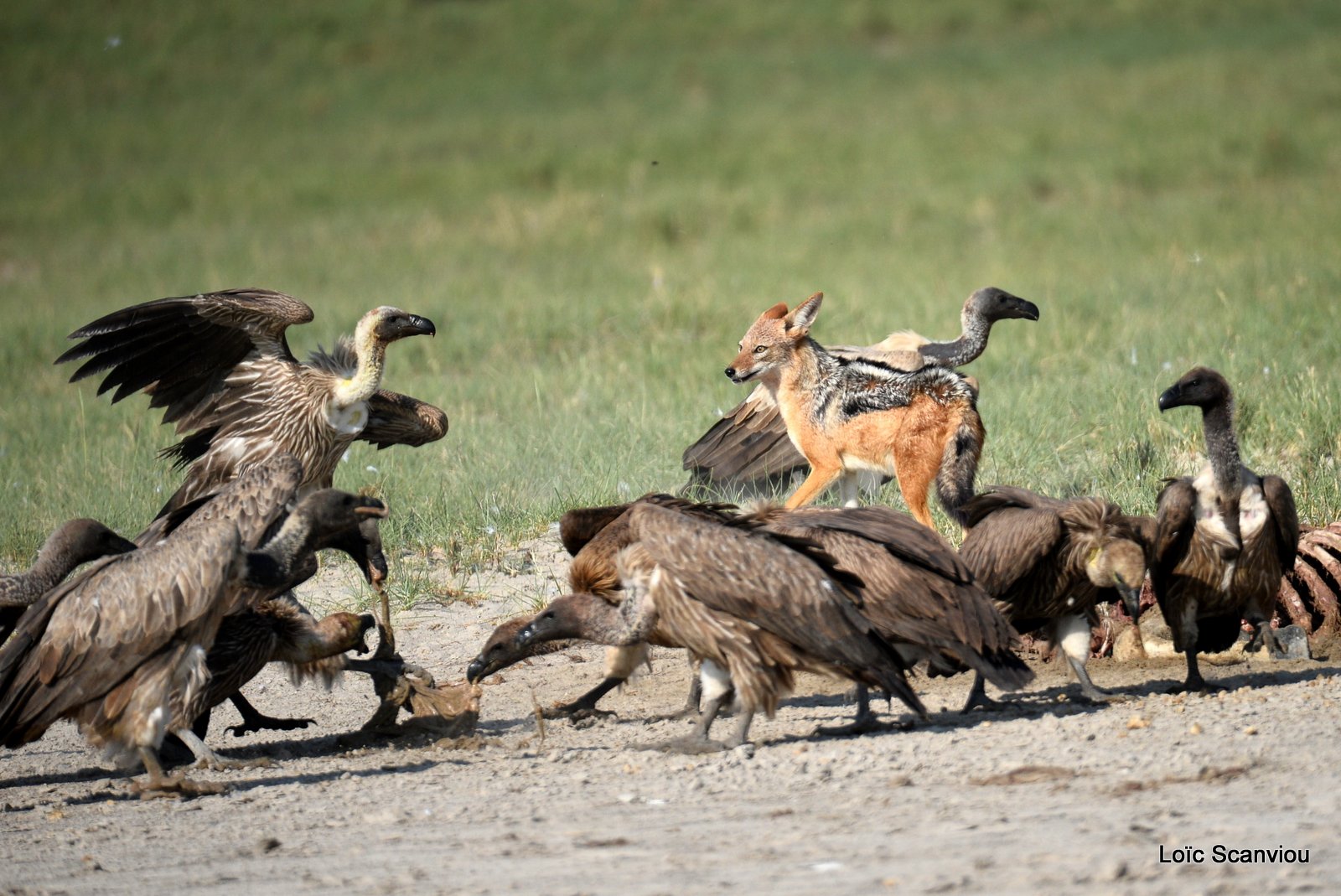 Chacal à chabraque et vautour/Jackal and Vulture 