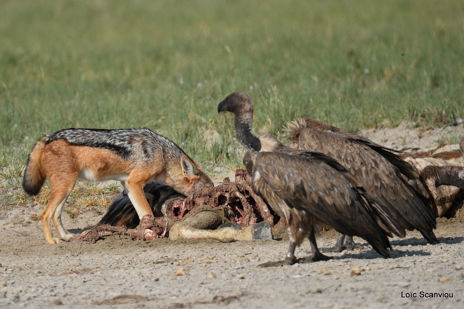 Chacal à chabraque et vautour/Jackal and Vulture 