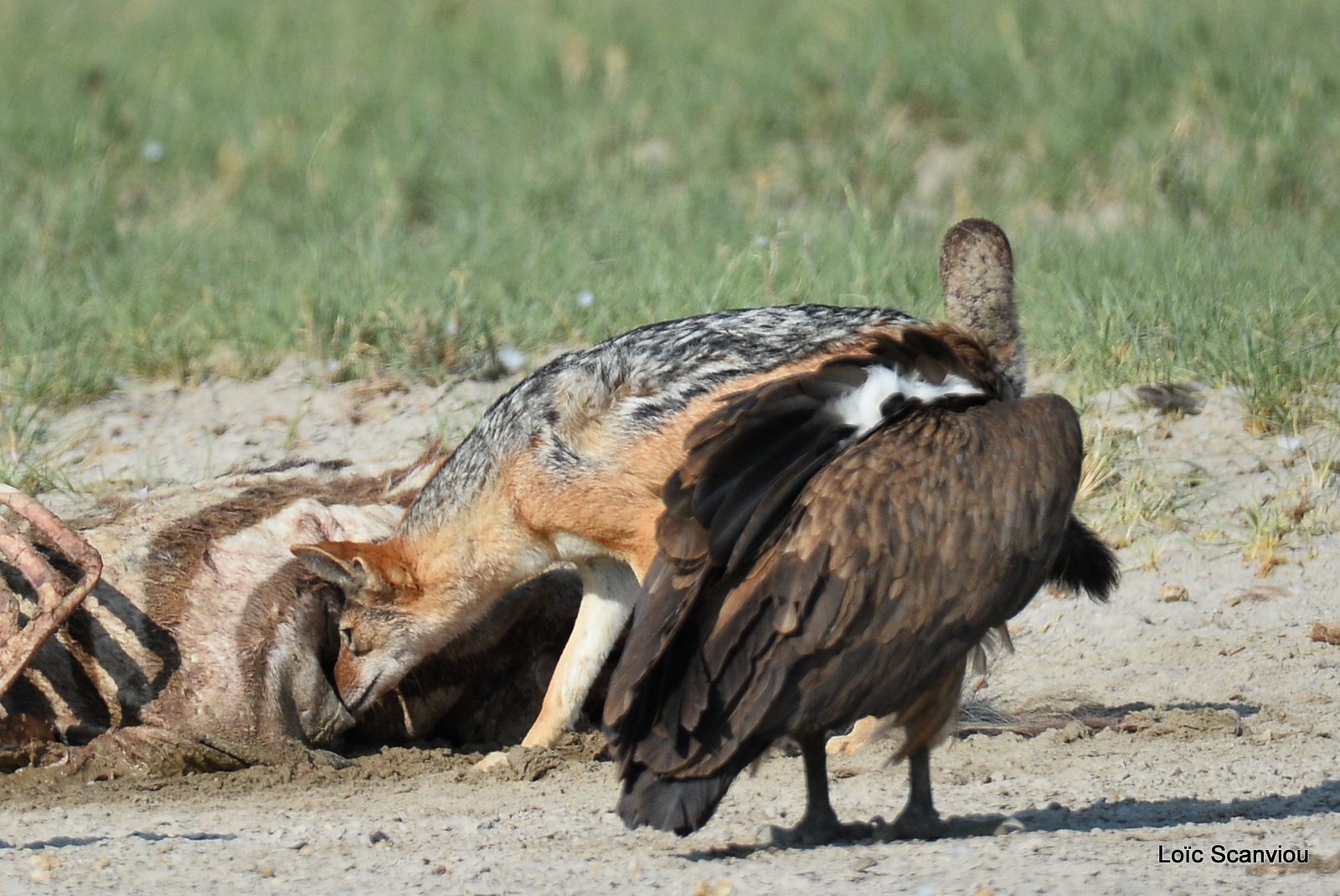 Chacal à chabraque et vautour/Jackal and Vulture 