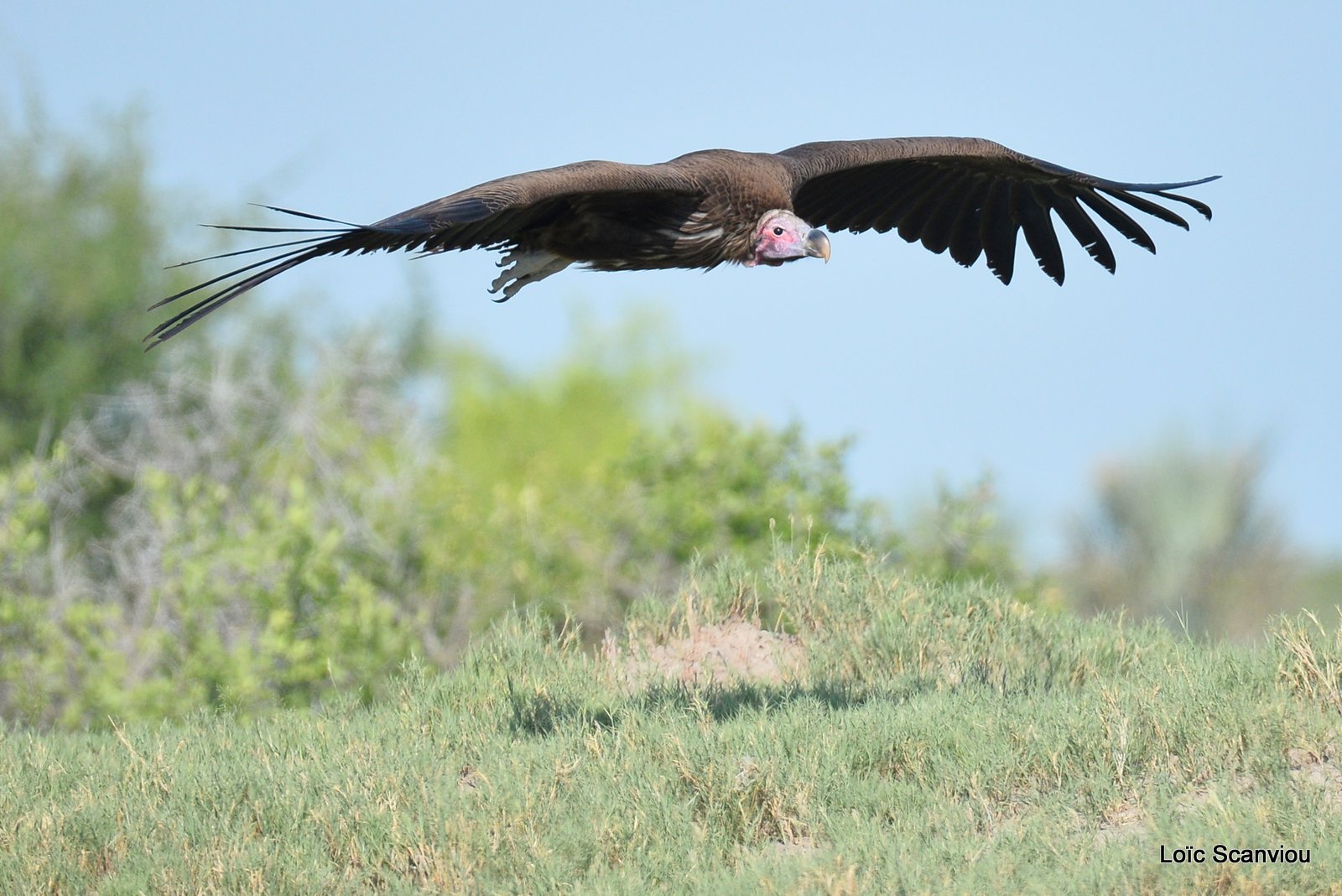 Vautour oricou/Lappet-faced Vulture (2)
