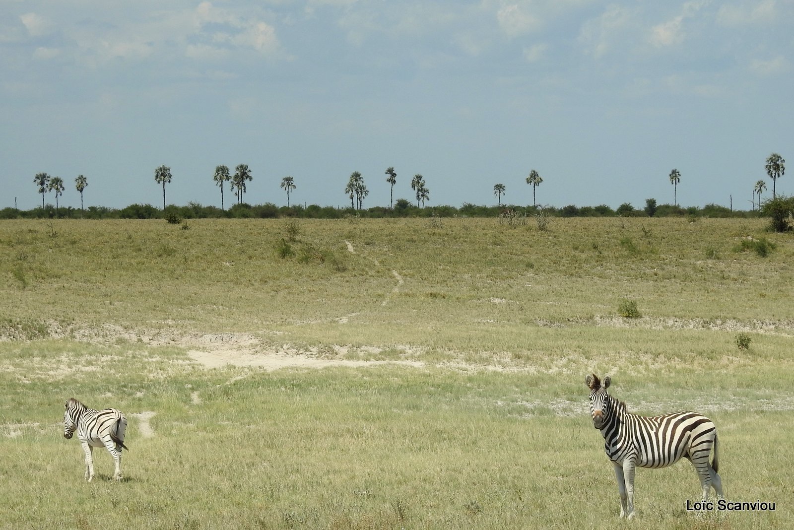 Zèbres/Zebras (15)