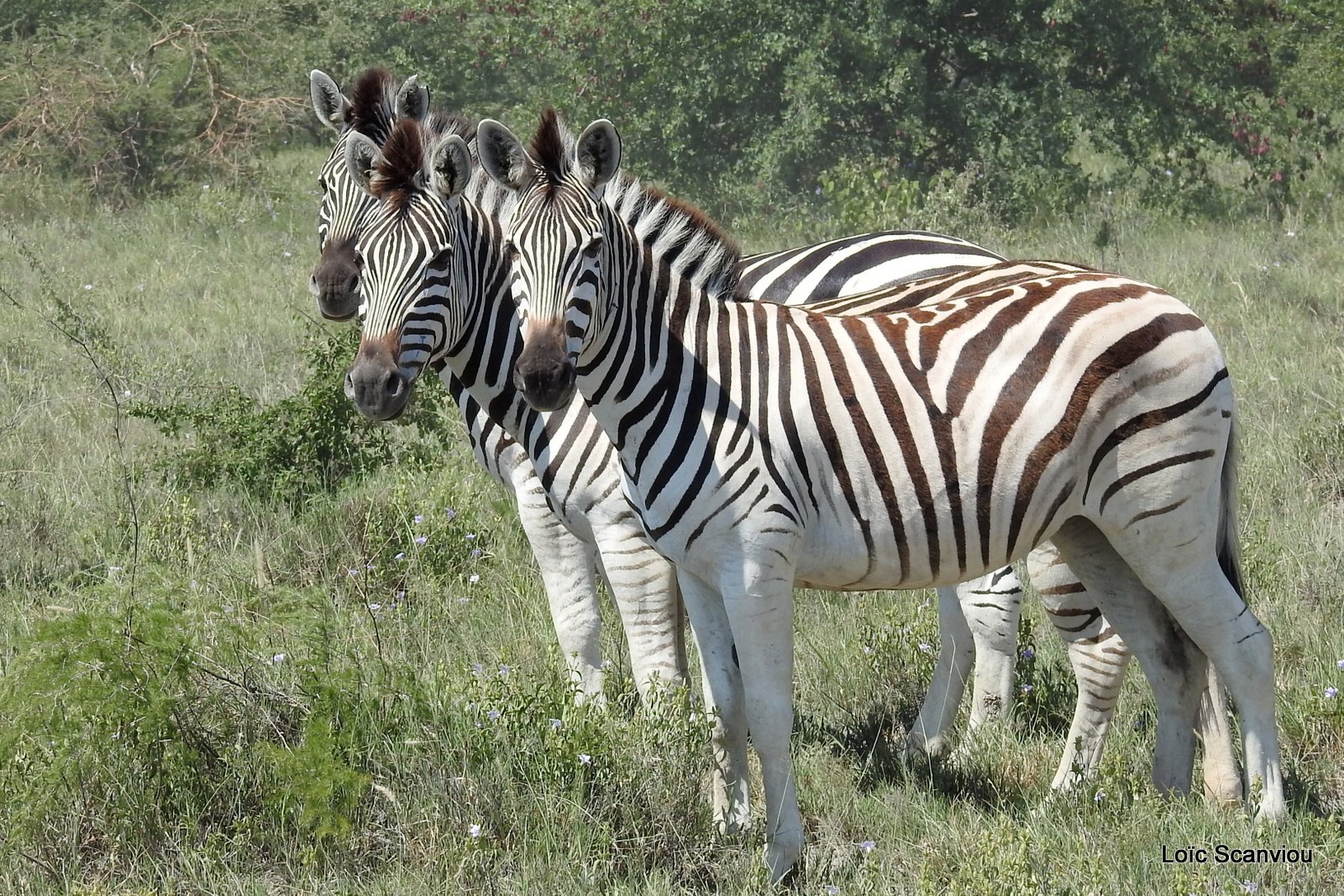 Zèbres/Zebras (17)