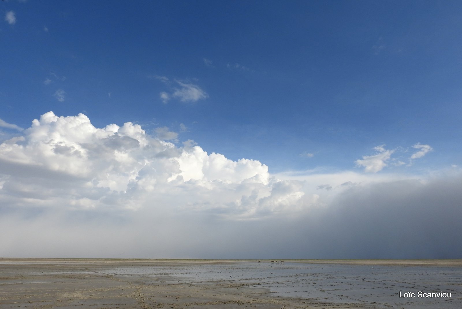 Makgadikgadi 2020 (151)
