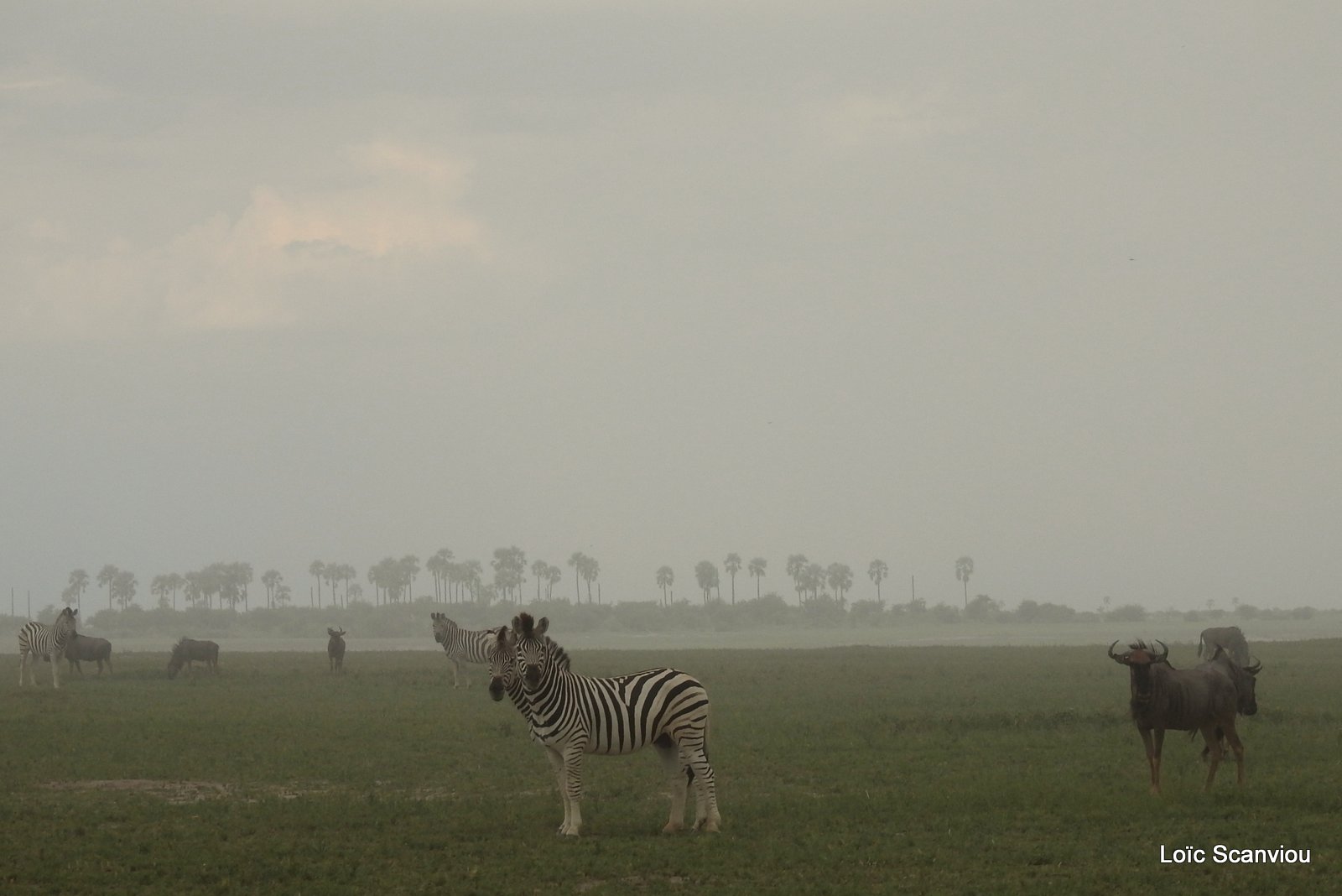Zèbres et gnous/Zebras and wildebeests (1)