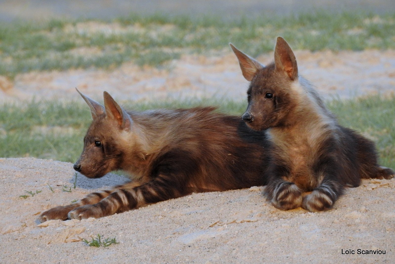 Hyène brune/Brown hyena (5)