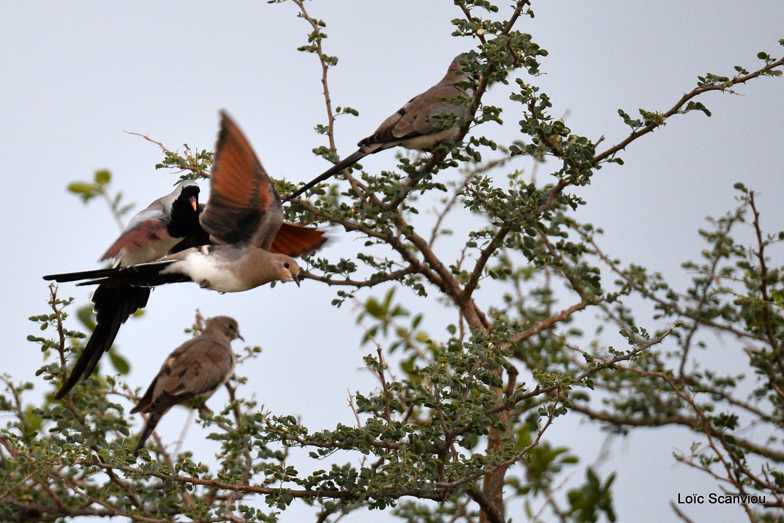 Tourterelle masquée/Namaqua Dove (1)