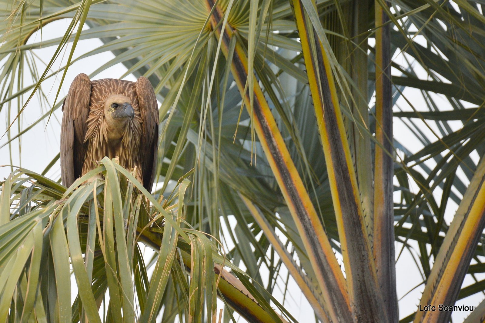 Vautour africain/White-backed Vulture (1)