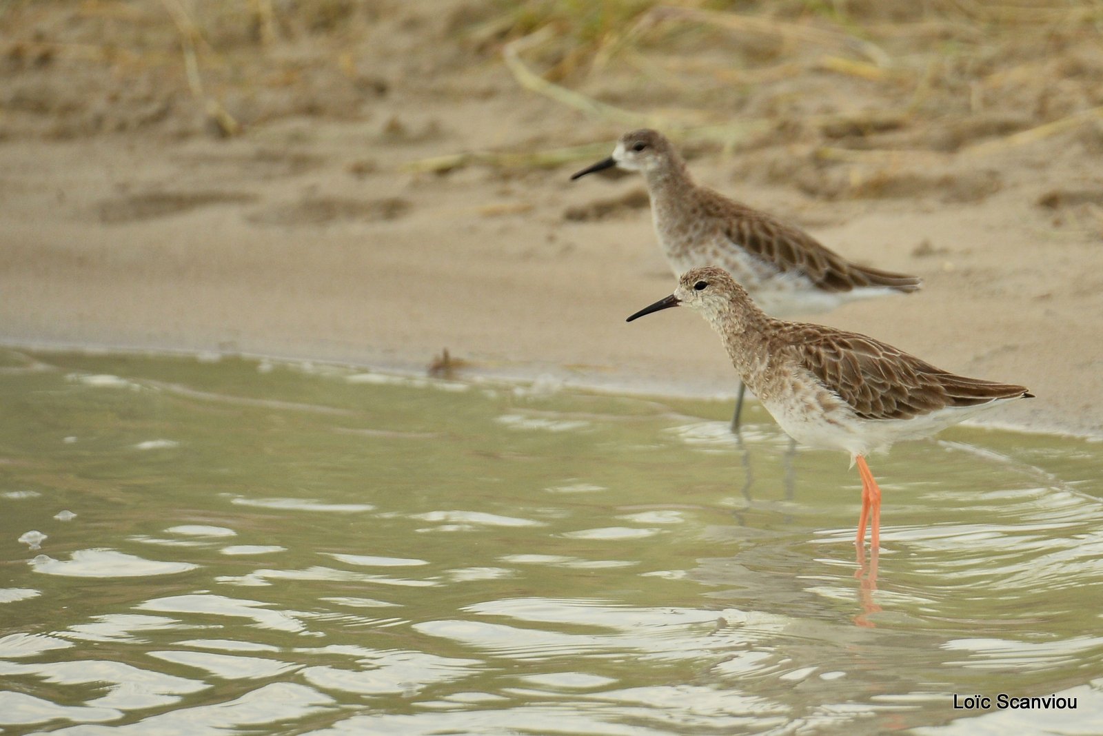 Combattant varié/Ruff (1)