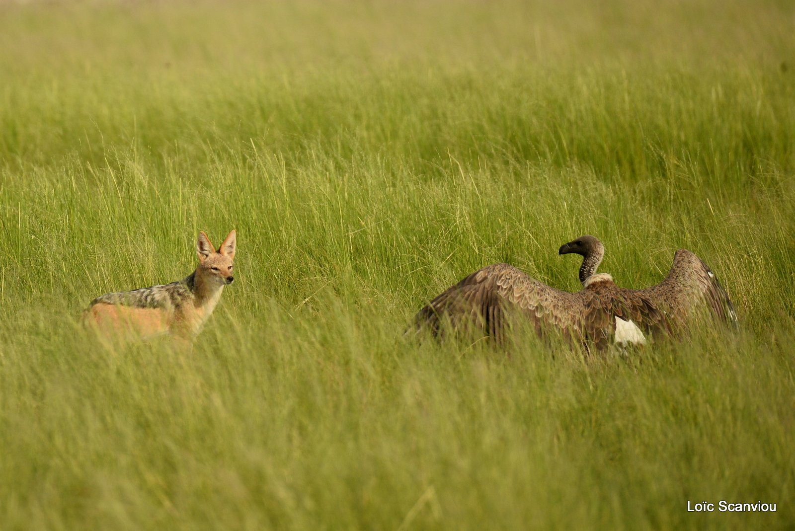 Chacal à chabraque et vautour/Jackal and Vulture (1)