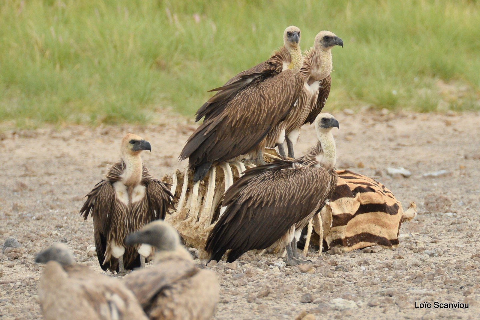 Vautour africain/White-backed Vulture (3)