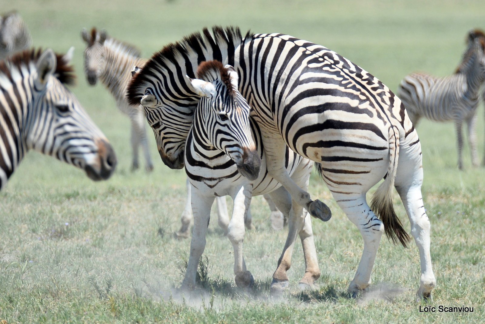 Zèbres/Zebras (6)