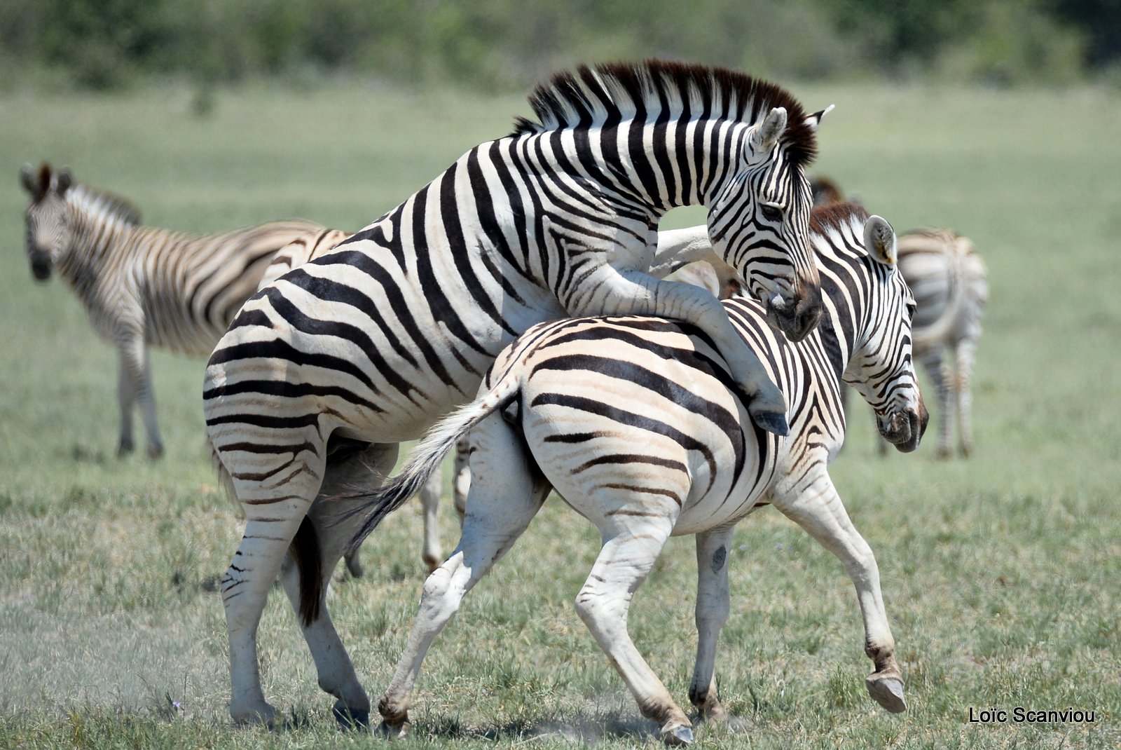 Zèbres/Zebras (7)