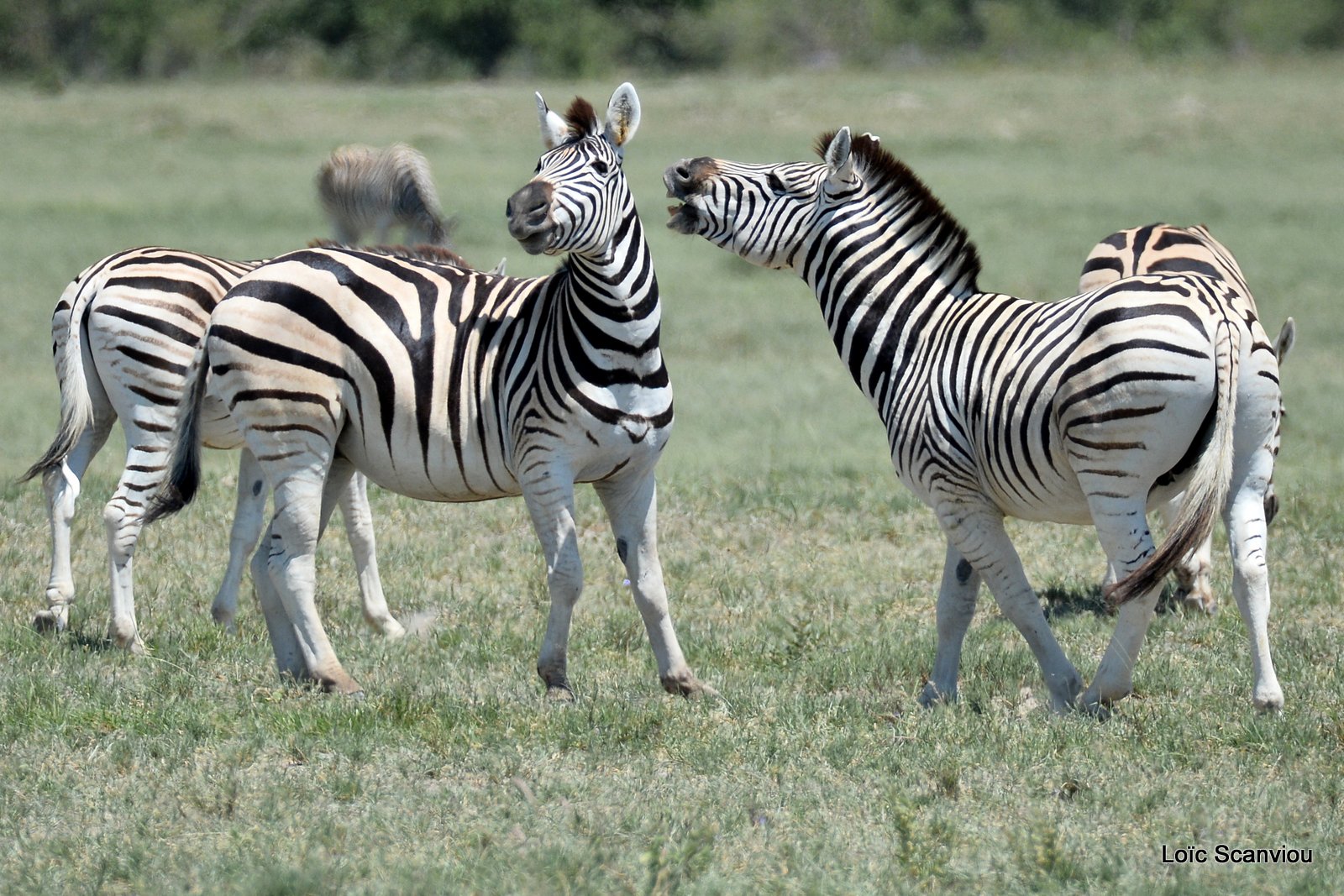Zèbres/Zebras (8)