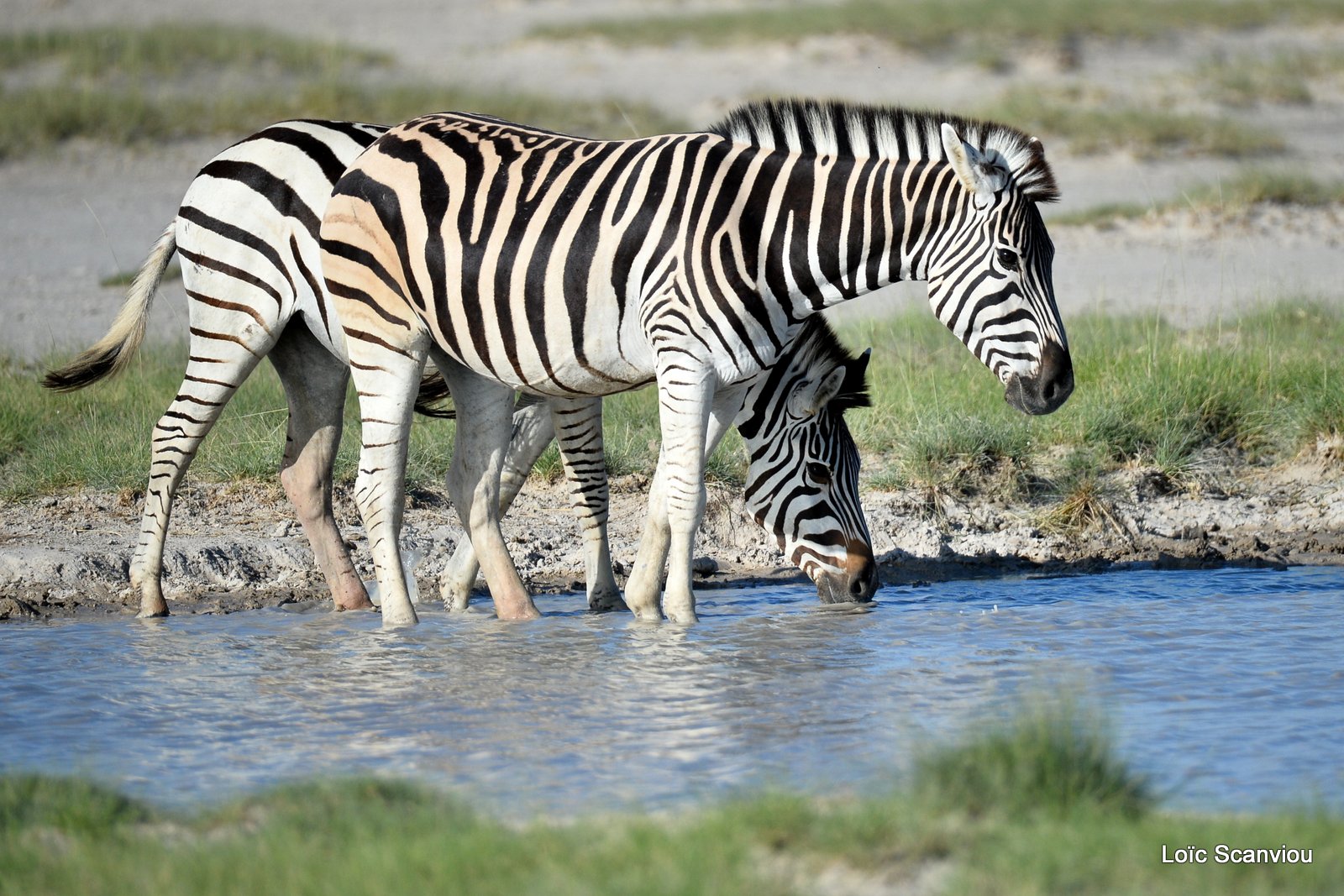 Zèbres/Zebras (9)