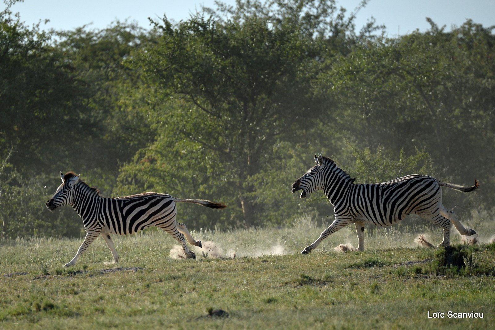 Zèbres/Zebras (10)