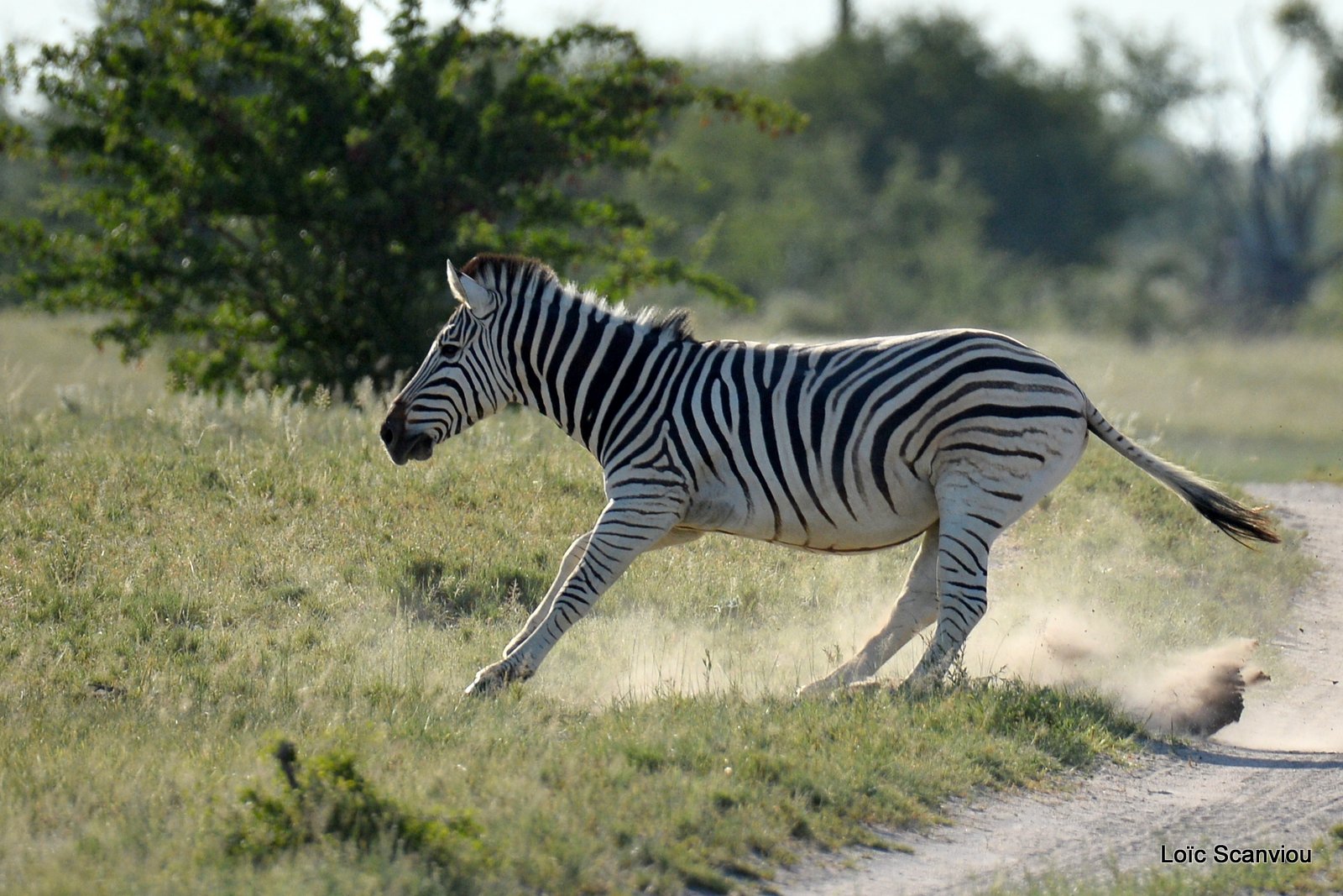 Zèbres/Zebras (11)