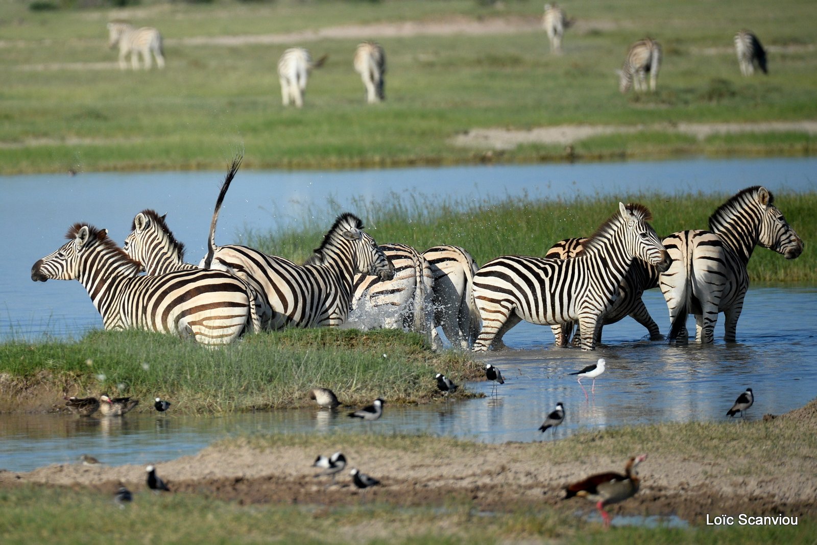 Zèbres/Zebras (12)