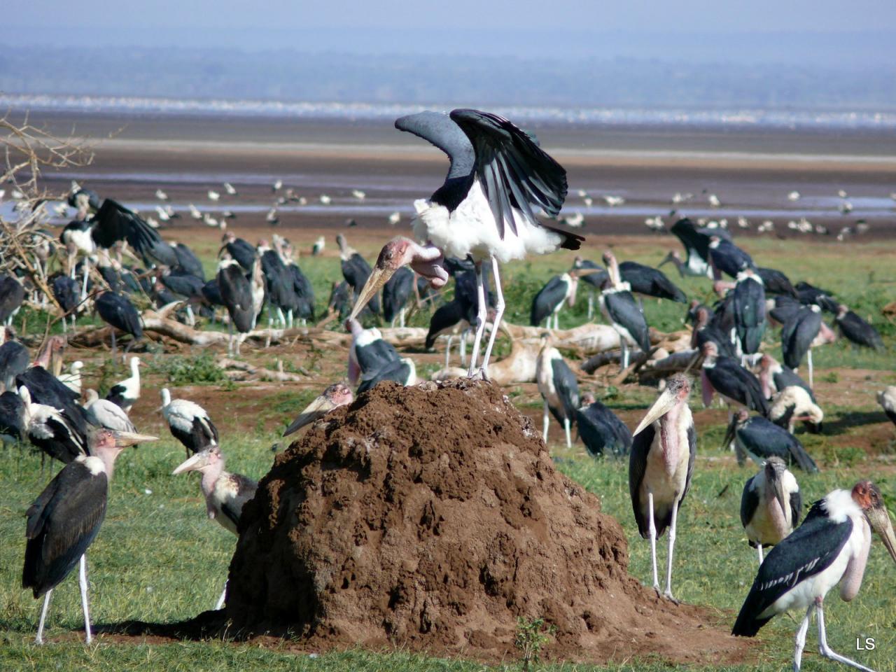 Marabout/Marabou Stork (2)