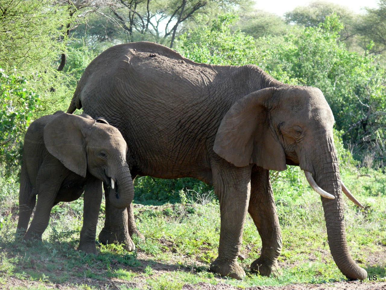 Éléphant d'Afrique/African Savanna Elephant (1)