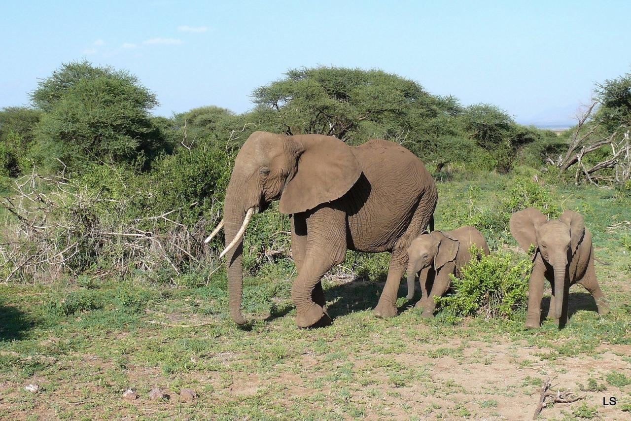 Éléphant d'Afrique/African Savanna Elephant (2)