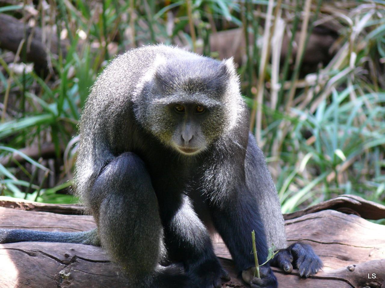 Singe de Sykes/Sikes's Monkey (1)