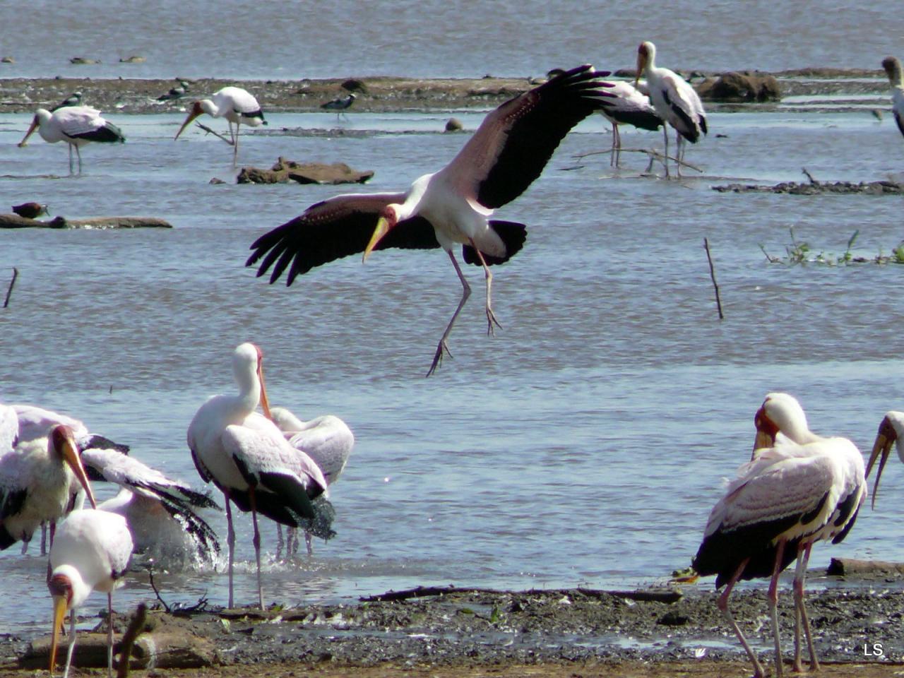 Tantale ibis/Yellow-billed Stork (1)