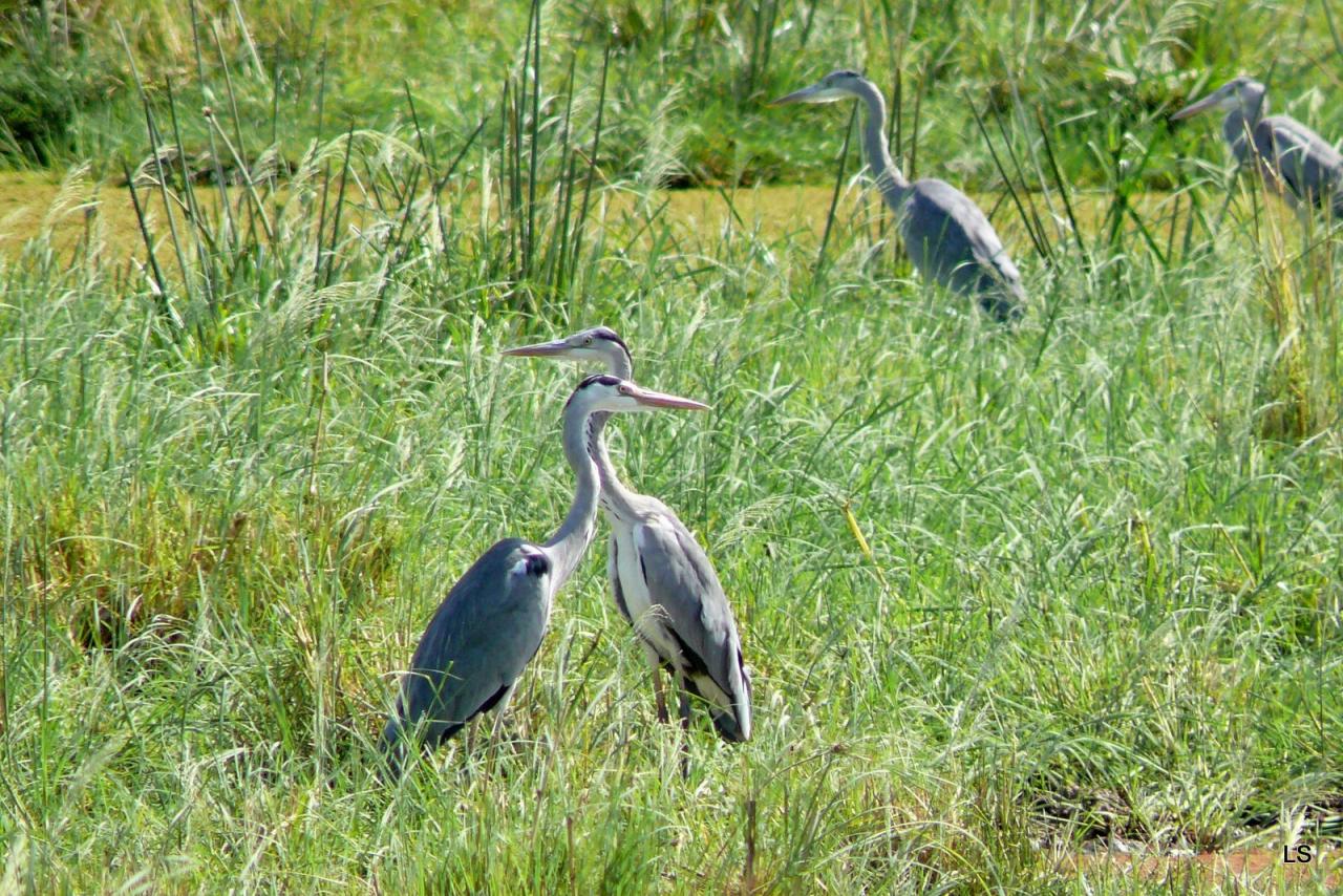 Héron cendré/Grey Heron (1)