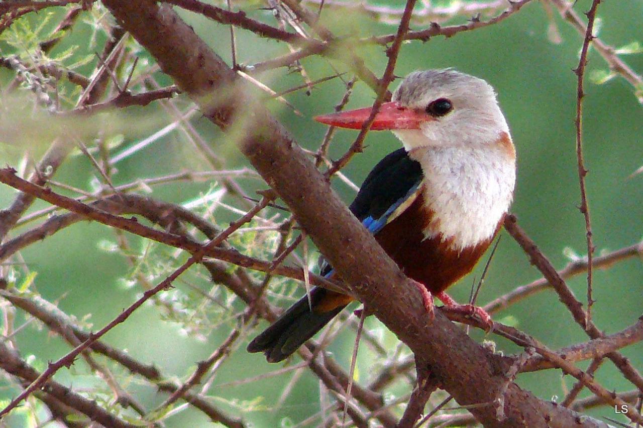 Martin-Chasseur à tête grise/Grey-headed Kingfisher (1)