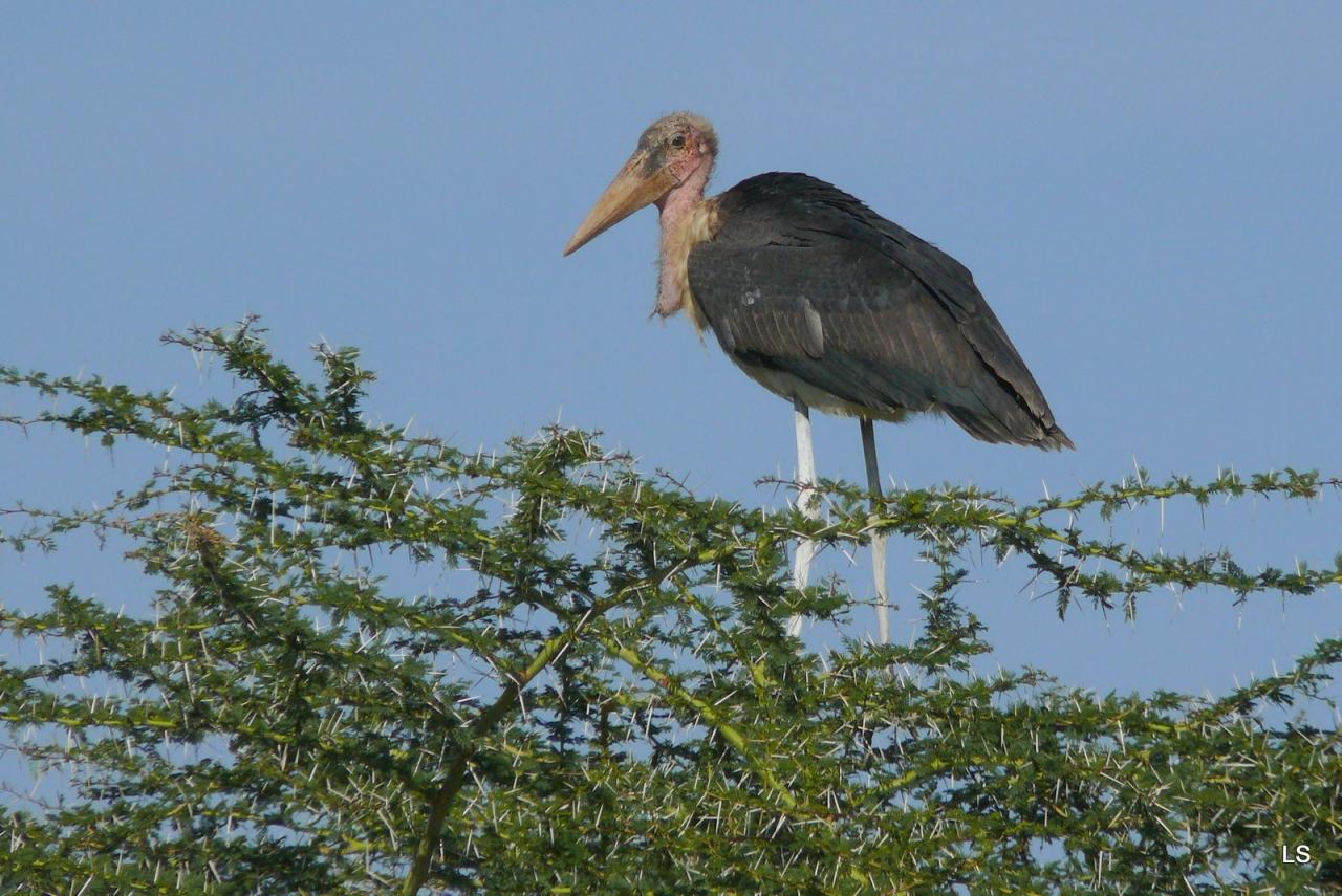 Marabout/Marabou Stork (1)