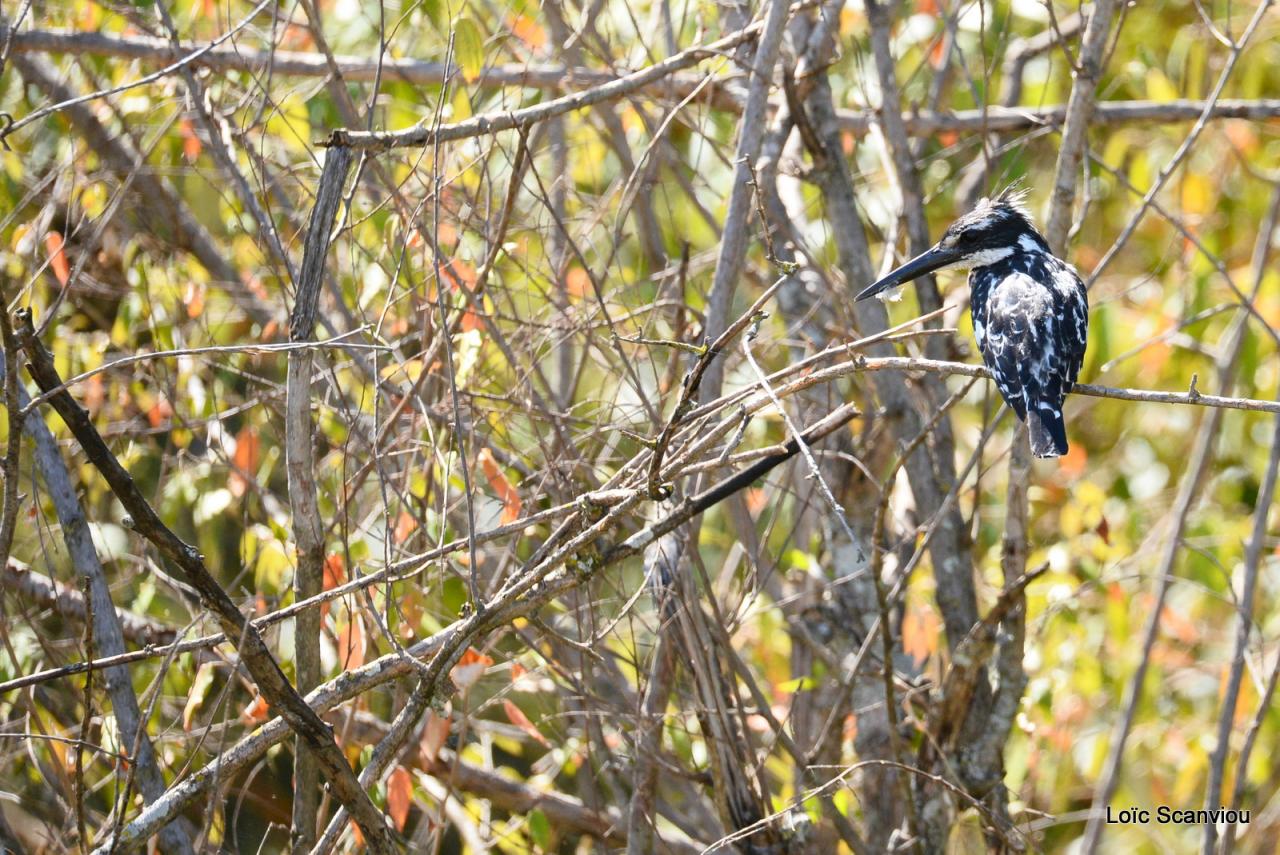 Martin-pêcheur pie/Pied Kingfisher (1)