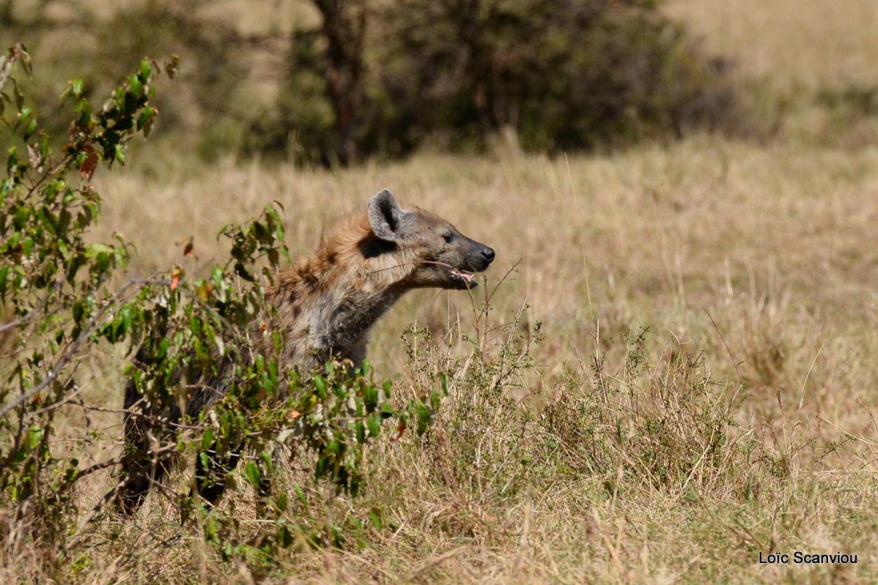 Hyène tachetée/Spotted Hyena (7)