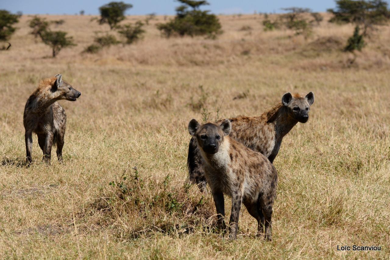 Hyène tachetée/Spotted Hyena (8)