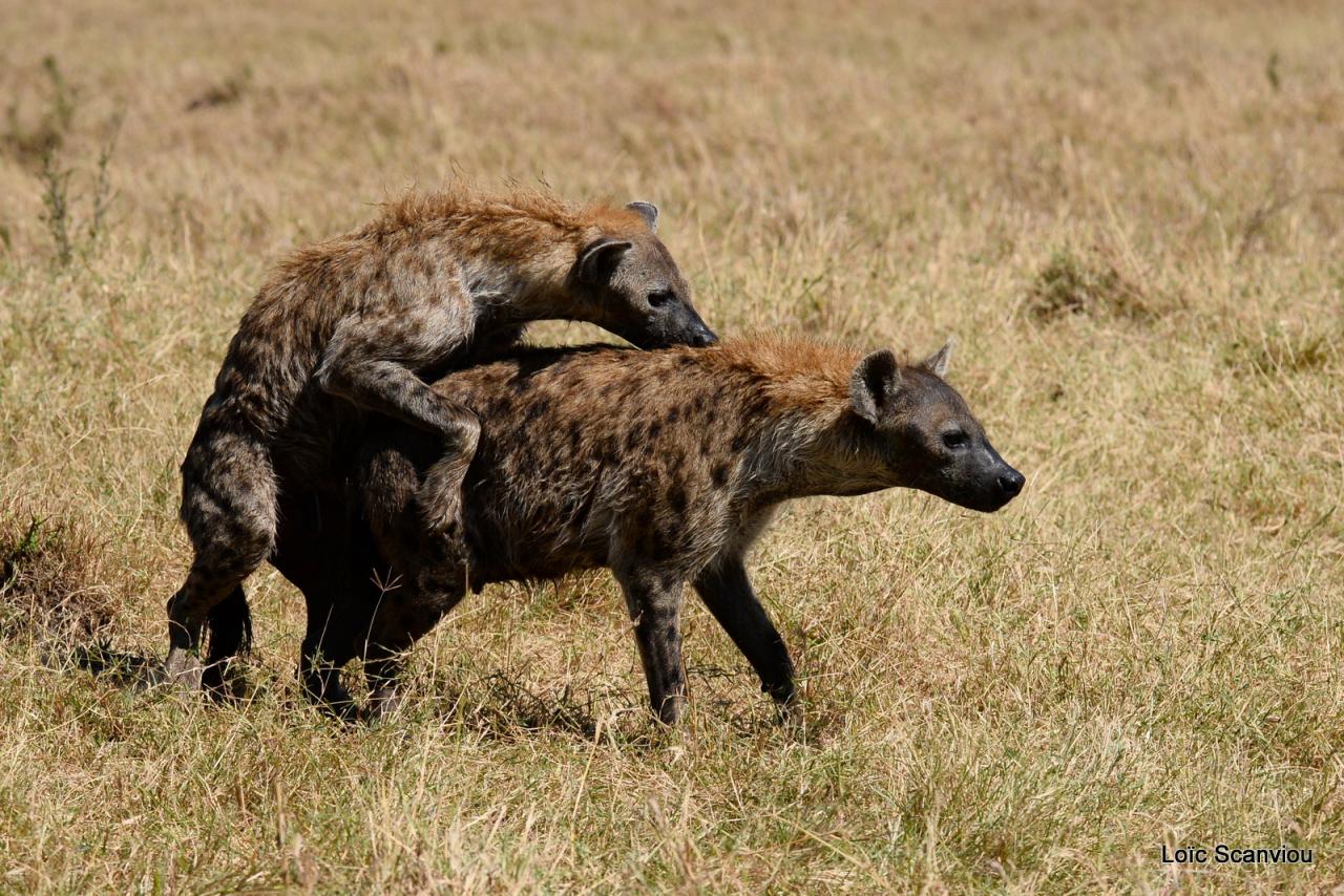 Hyène tachetée/Spotted Hyena (9)
