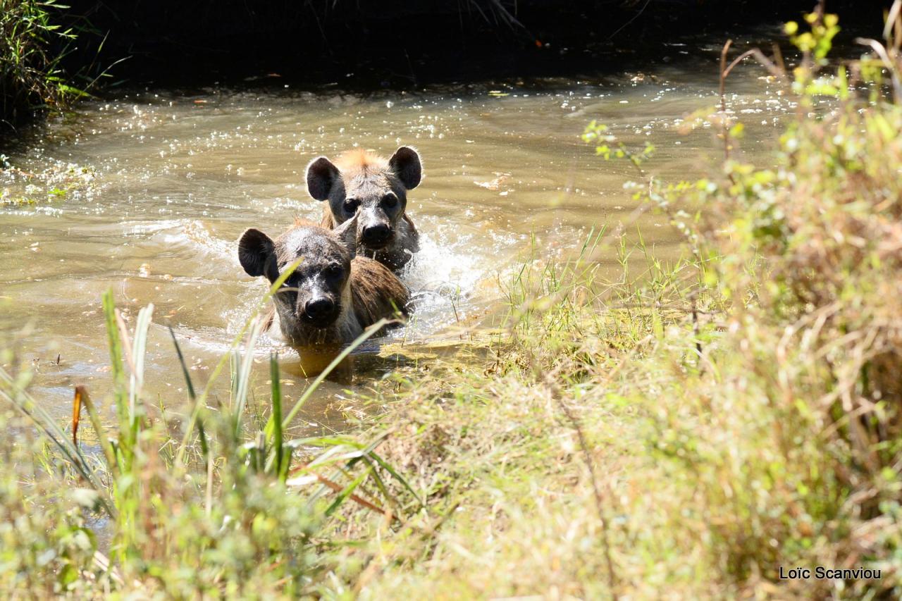 MHyène tachetée/Spotted Hyena (10)