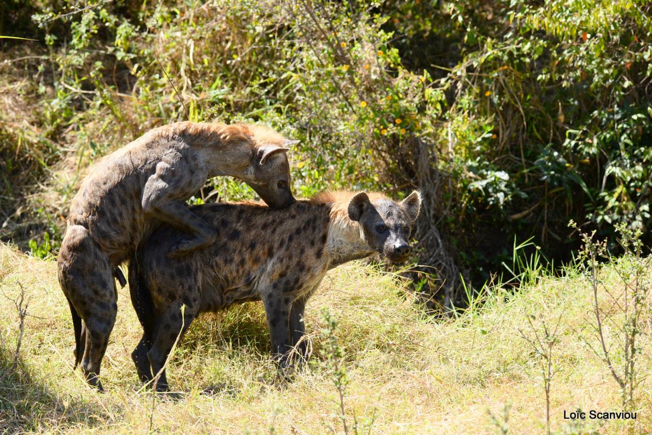 Hyène tachetée/Spotted Hyena (11)