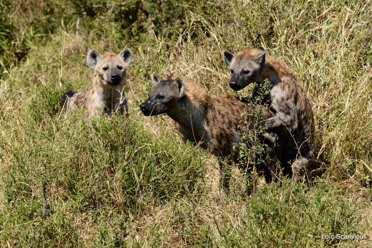 Hyène tachetée/Spotted Hyena (13)