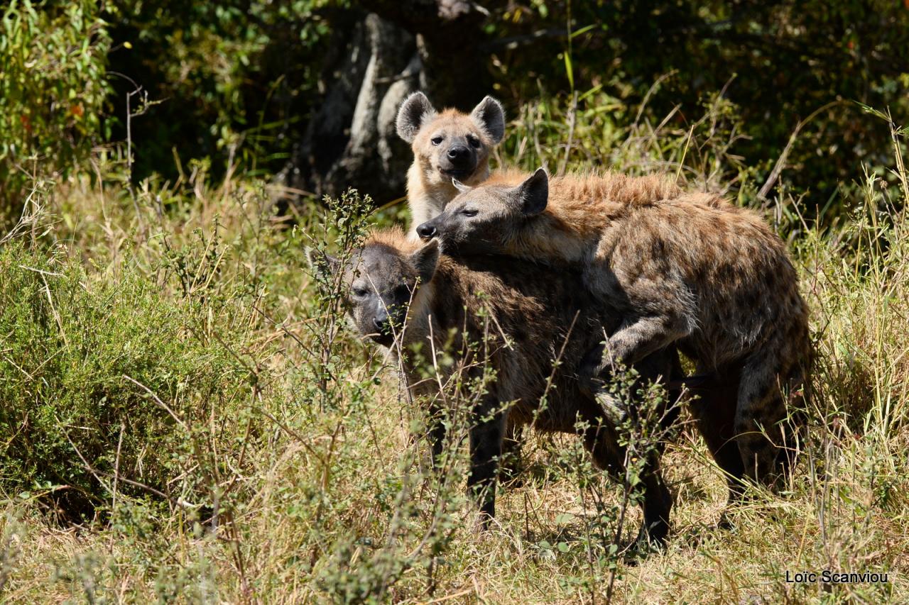 Hyène tachetée/Spotted Hyena (14)