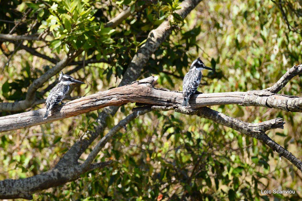 Martin-pêcheur pie/Pied Kingfisher (2)