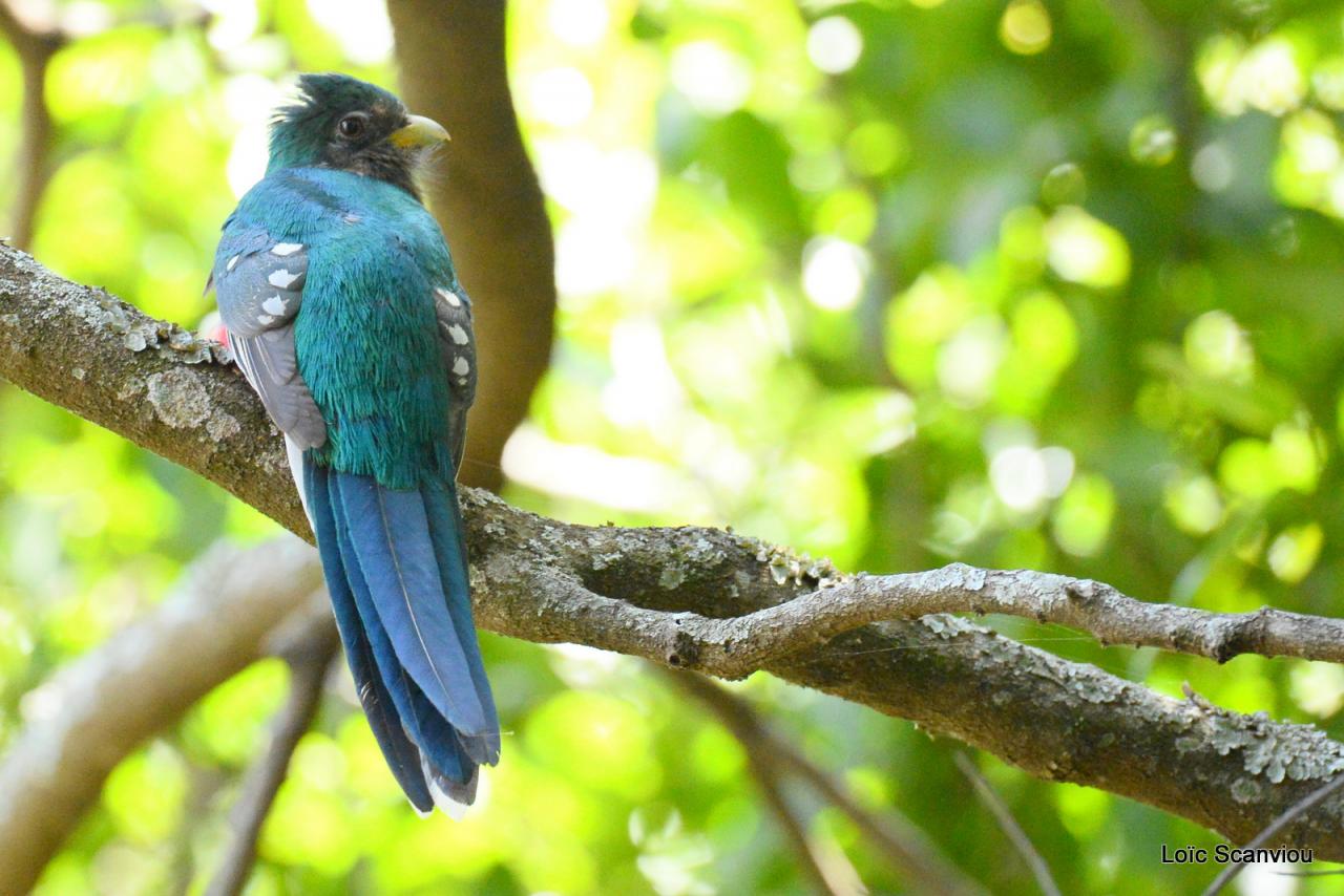 Trogon Narina/Narina Trogon (2)