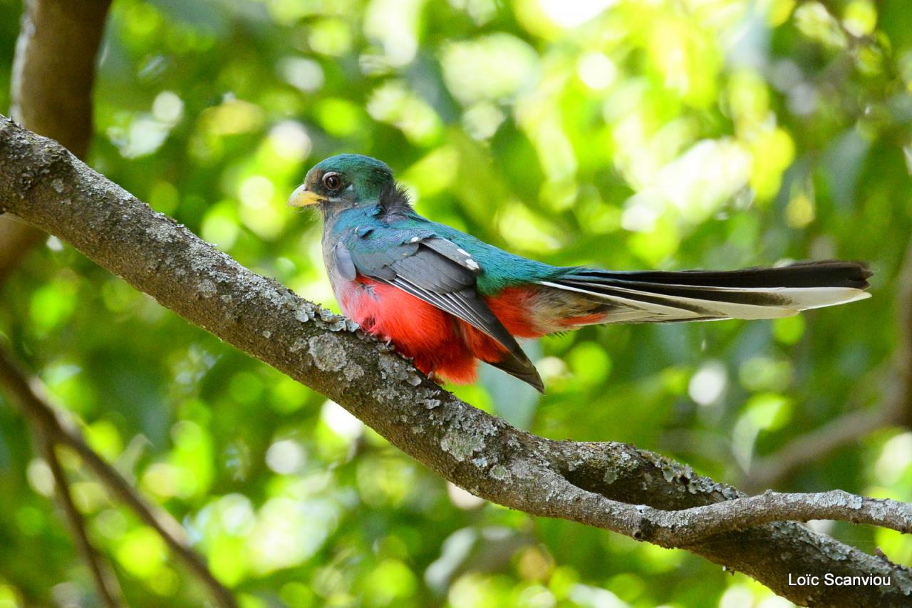 Trogon Narina/Narina Trogon (3)