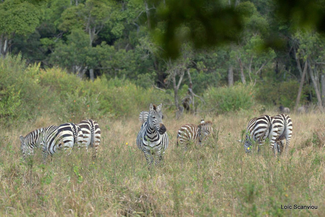 Zèbre/Zebra (1)
