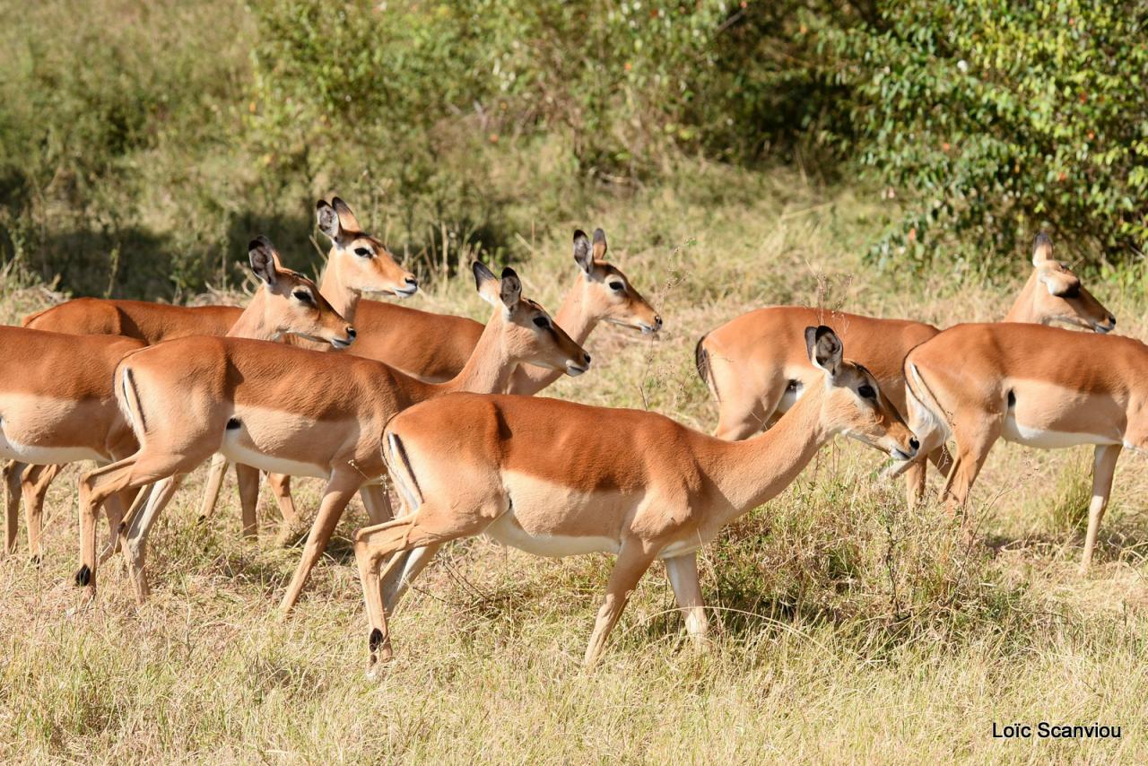 Impala (1)