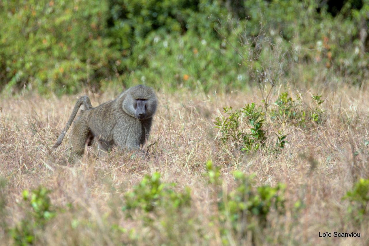 Babouin/Baboon (1)