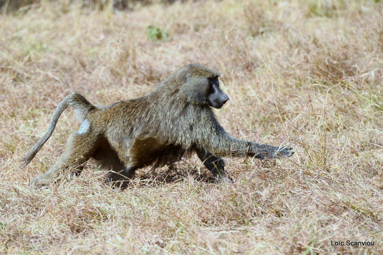 Babouin/Baboon (2)