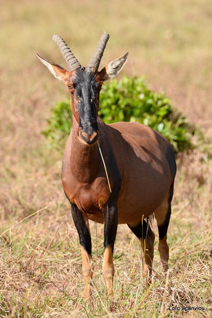 Damalisque/Topi (2)