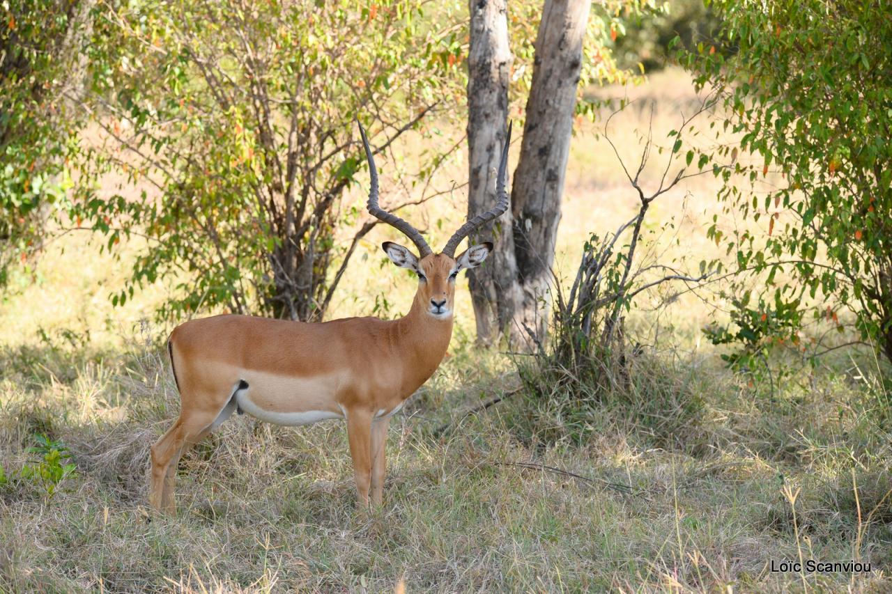 Impala (2)